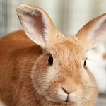 pellet-bedding-small-animals