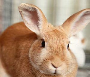 pellet-bedding-small-animals